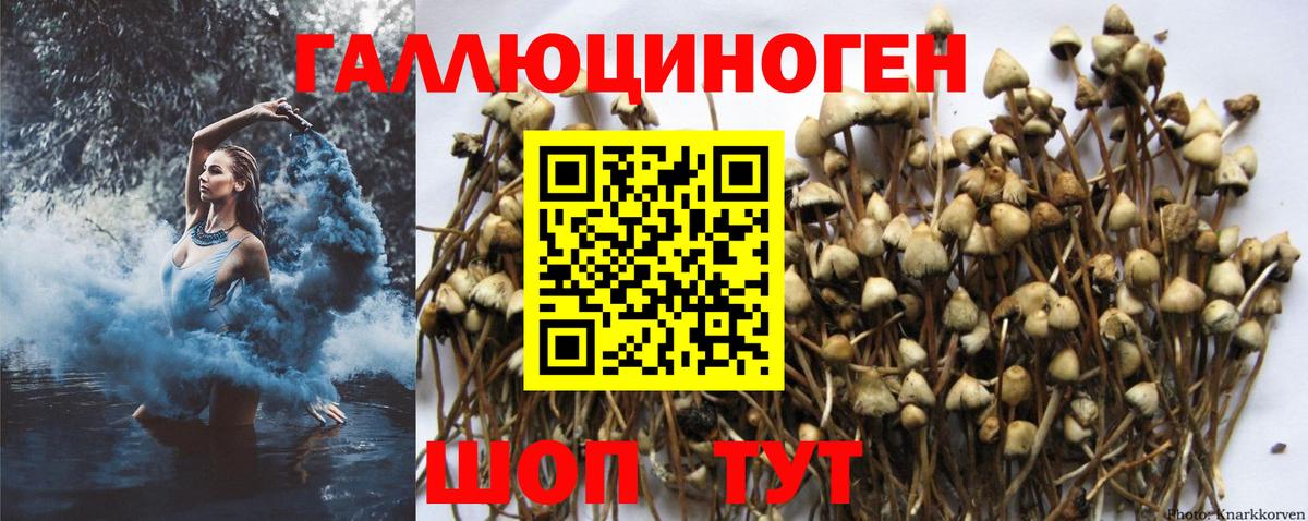 Псилоцибиновые грибы Psilocybe  Галлюциногенные грибы прущие грибы  Егорьевск 